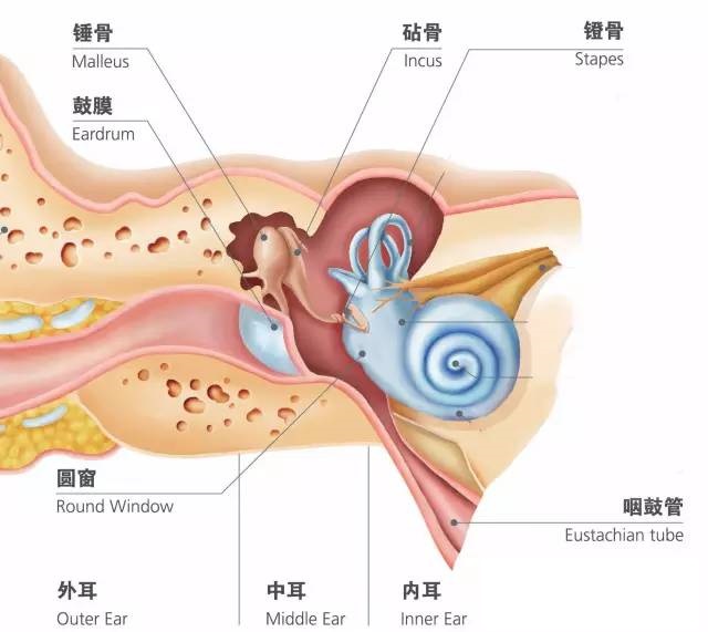 中耳的外界是鼓膜,内界是卵圆窗.由鼓室,乳突,鼓窦和咽鼓管构成.